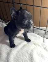 Tiny, a female French Bulldog for sale in Rensselaer, NY – Photo 2 of 7