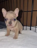 Mini, a female French Bulldog for sale in Rensselaer, NY – Photo 5 of 7