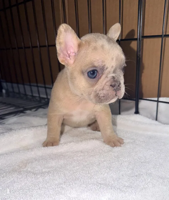 Mini, a female French Bulldog for sale in Rensselaer, NY – Photo 1 of 7