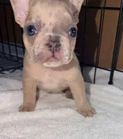 Mini, a female French Bulldog for sale in Rensselaer, NY – Photo 2 of 7