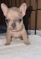 Mini, a female French Bulldog for sale in Rensselaer, NY – Photo 4 of 7