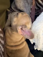 Mini, a female French Bulldog for sale in Rensselaer, NY – Photo 6 of 7