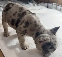 Diesel, a male French Bulldog for sale in Rensselaer, NY – Photo 2 of 7