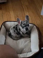 Diesel, a male French Bulldog for sale in Rensselaer, NY – Photo 6 of 7