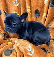 Bear, a female French Bulldog for sale in Rensselaer, NY – Photo 3 of 8