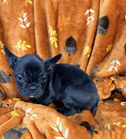 Bear, a female French Bulldog for sale in Rensselaer, NY – Photo 4 of 8