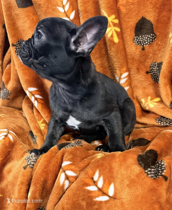 Bear, a female French Bulldog for sale in Rensselaer, NY – Photo 1 of 8