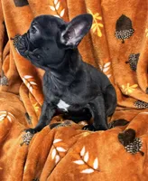 Bear, a female French Bulldog for sale in Rensselaer, NY – Photo 1 of 8