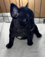 Bear, a female French Bulldog for sale in Rensselaer, NY – Photo 5 of 8