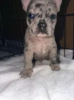 Diesel, a male French Bulldog for sale in Rensselaer, NY – Photo 4 of 7