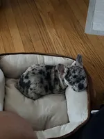 Diesel, a male French Bulldog for sale in Rensselaer, NY – Photo 7 of 7