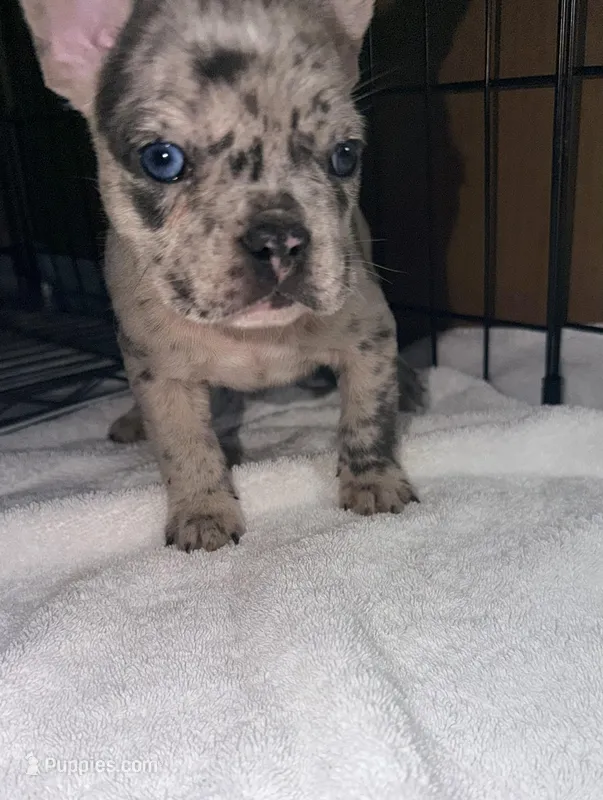 Diesel, a male French Bulldog for sale in Rensselaer, NY – Photo 1 of 7