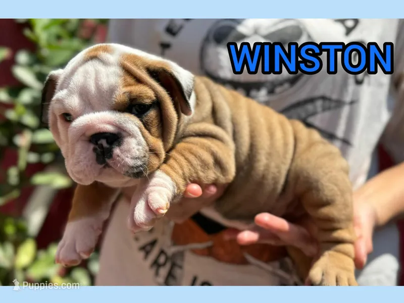 WINSTON – English Bulldog puppy for sale in Albuquerque, NM