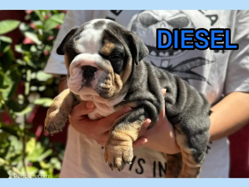 DIESEL  – English Bulldog puppy for sale in Albuquerque, NM