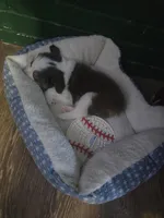 Male A, a male Miniature Australian Shepherd for sale in Marshall, TX – Photo 4 of 7