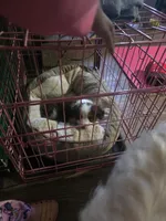 Male A, a male Miniature Australian Shepherd for sale in Marshall, TX – Photo 6 of 7