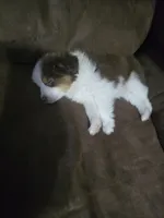 Male A, a male Miniature Australian Shepherd for sale in Marshall, TX – Photo 2 of 7