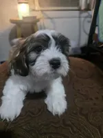 Lincoln M2, a male Cavapoo and Mal Shi for sale in Marshall, TX – Photo 5 of 9