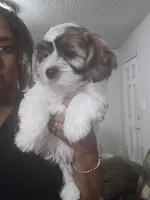 Lincoln M2, a male Cavapoo and Mal Shi for sale in Marshall, TX – Photo 2 of 9