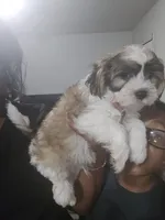 Lincoln M2, a male Cavapoo and Mal Shi for sale in Marshall, TX – Photo 3 of 9