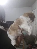 Lincoln M2, a male Cavapoo and Mal Shi for sale in Marshall, TX – Photo 4 of 9