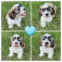 Lincoln M2, a male Cavapoo and Mal Shi for sale in Marshall, TX – Photo 7 of 9