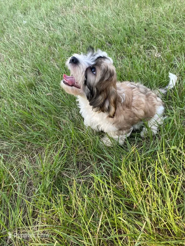 Lincoln M2 – Cavapoo, Mal Shi puppy on hold in Marshall, TX