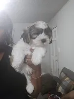 Lincoln M2, a male Cavapoo and Mal Shi for sale in Marshall, TX – Photo 6 of 9