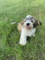Lincoln M2, a male Cavapoo and Mal Shi for sale in Marshall, TX – Photo 9 of 9