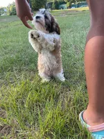 Lincoln M2, a male Cavapoo and Mal Shi for sale in Marshall, TX – Photo 8 of 9