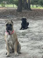 CKC Reg- Black Brindle Male, a male Cane Corso for sale in Marshall, TX – 4 of 6
