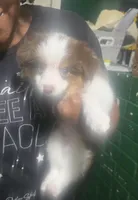 Oreo(Koda), a male Toy Australian Shepherd for sale in Marshall, TX – Photo 2 of 6