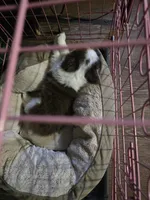 Oreo(Koda), a male Toy Australian Shepherd for sale in Marshall, TX – Photo 4 of 6