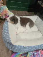 Oreo(Koda), a male Toy Australian Shepherd for sale in Marshall, TX – Photo 6 of 6