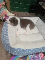 Oreo(Koda), a male Toy Australian Shepherd for sale in Marshall, TX – Photo 1 of 6