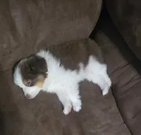 Oreo(Koda), a male Toy Australian Shepherd for sale in Marshall, TX – Photo 3 of 6