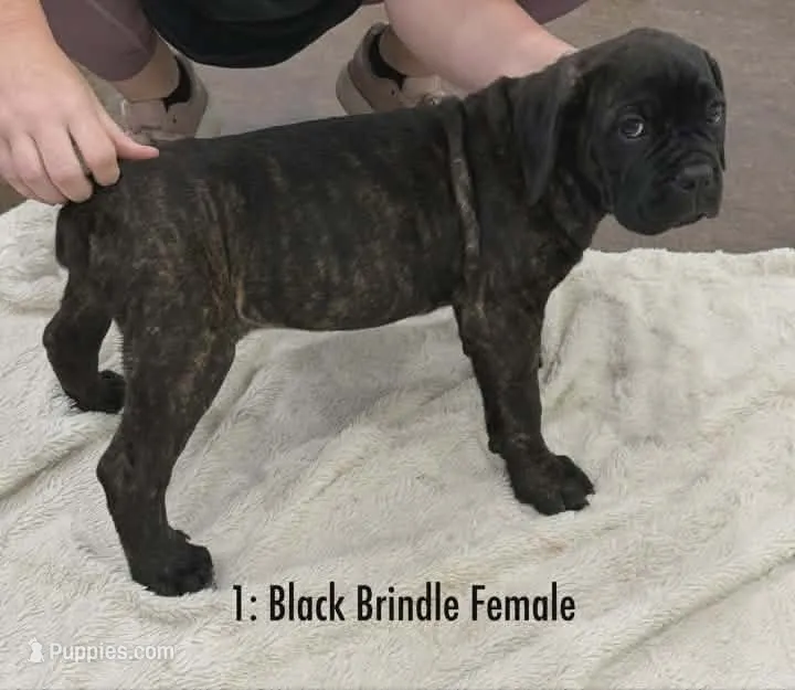CKC REG-Black Brindle Female – Cane Corso puppy for sale in Marshall, TX