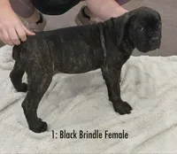 CKC REG-Black Brindle Female, a female Cane Corso for sale in Marshall, TX – 1 of 5