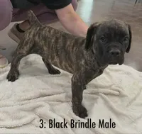 CKC Reg- Black Brindle Male, a male Cane Corso for sale in Marshall, TX – 2 of 6