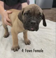 Fawn Female-CKC Reg, a female Cane Corso for sale in Marshall, TX – 3 of 5
