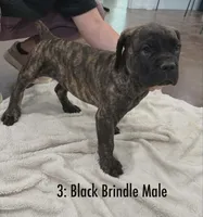 CKC Reg- Black Brindle Male, a male Cane Corso for sale in Marshall, TX – 5 of 6