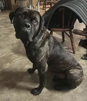 CKC Reg- Black Brindle Male, a male Cane Corso for sale in Marshall, TX – 3 of 6