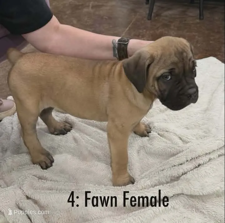 Fawn Female-CKC Reg – Cane Corso puppy for sale in Marshall, TX