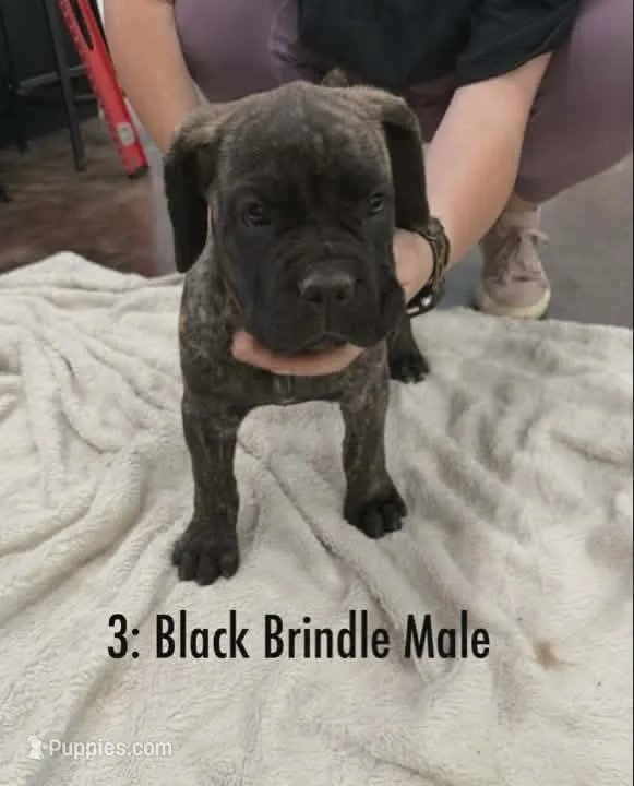 CKC Reg- Black Brindle Male – Cane Corso puppy for sale in Marshall, TX