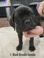 CKC REG-Black Brindle Female, a female Cane Corso for sale in Marshall, TX – 5 of 5
