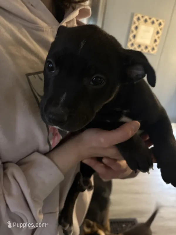 Dash – German Shepherd Dog, American Pit Bull Terrier puppy for sale in Toledo, OH