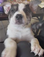 Moo moo, a female Australian Shepherd and German Shepherd Dog for sale in Toledo, OH – Photo 4 of 4