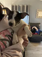 Moo moo, a female Australian Shepherd and German Shepherd Dog for sale in Toledo, OH – Photo 1 of 4