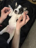 Moo moo, a female Australian Shepherd and German Shepherd Dog for sale in Toledo, OH – Photo 2 of 4