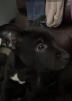 Bully, a male German Shepherd Dog and American Pit Bull Terrier for sale in Toledo, OH – Photo 2 of 2